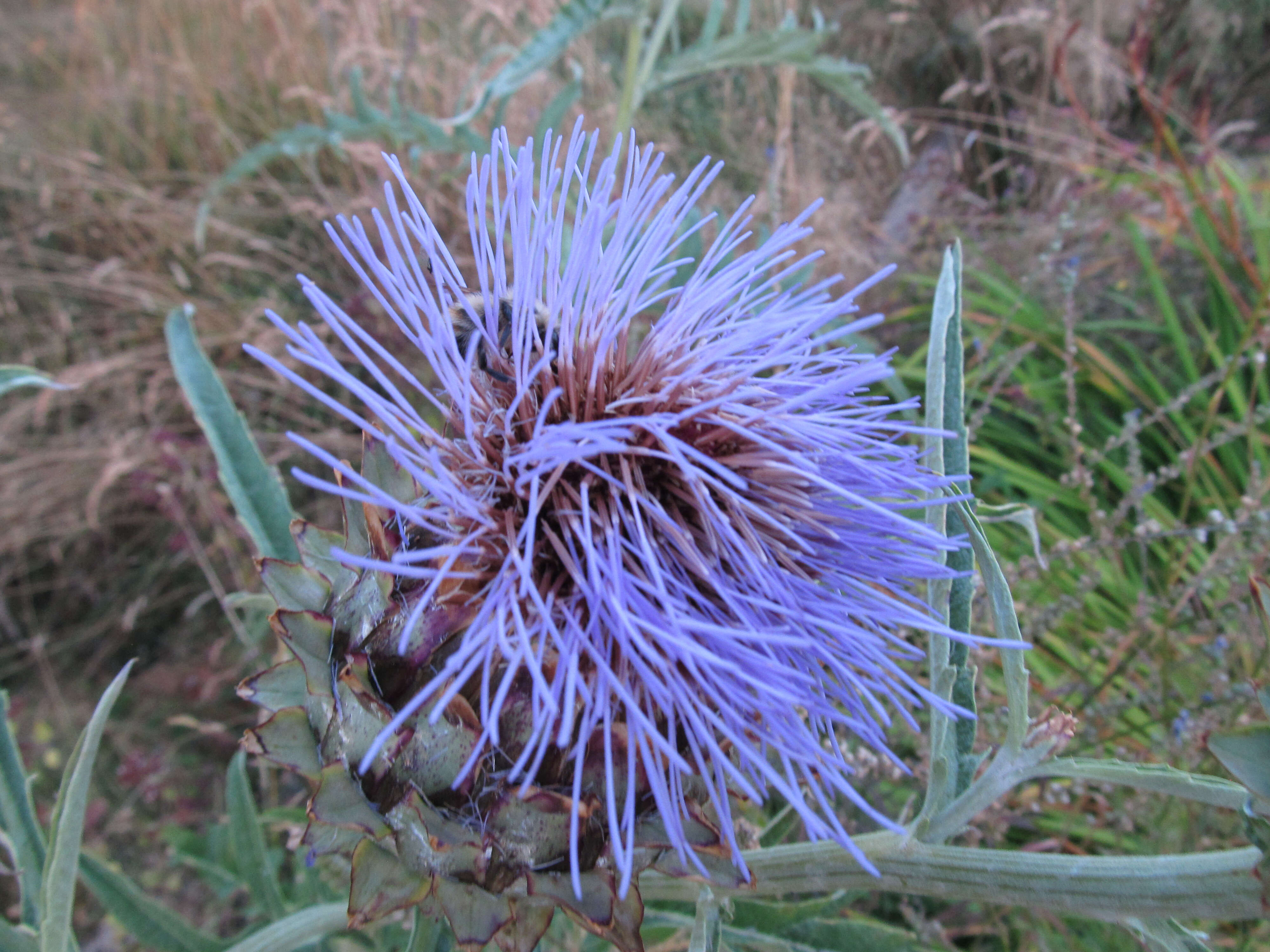 Image of cardoon