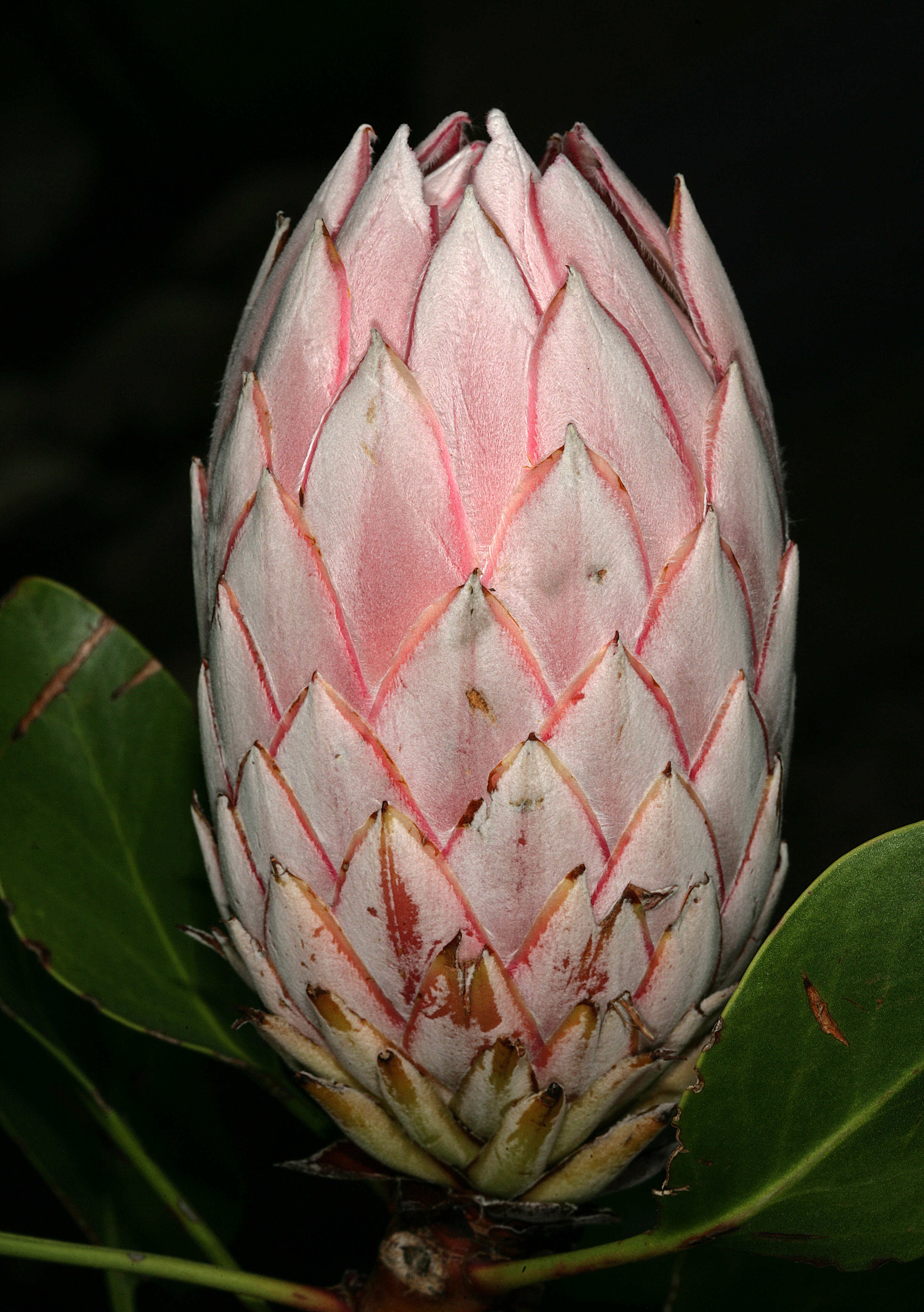 Imagem de Protea cynaroides (L.) L.