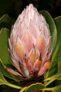 Imagem de Protea cynaroides (L.) L.