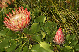 Imagem de Protea cynaroides (L.) L.