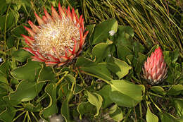 Imagem de Protea cynaroides (L.) L.