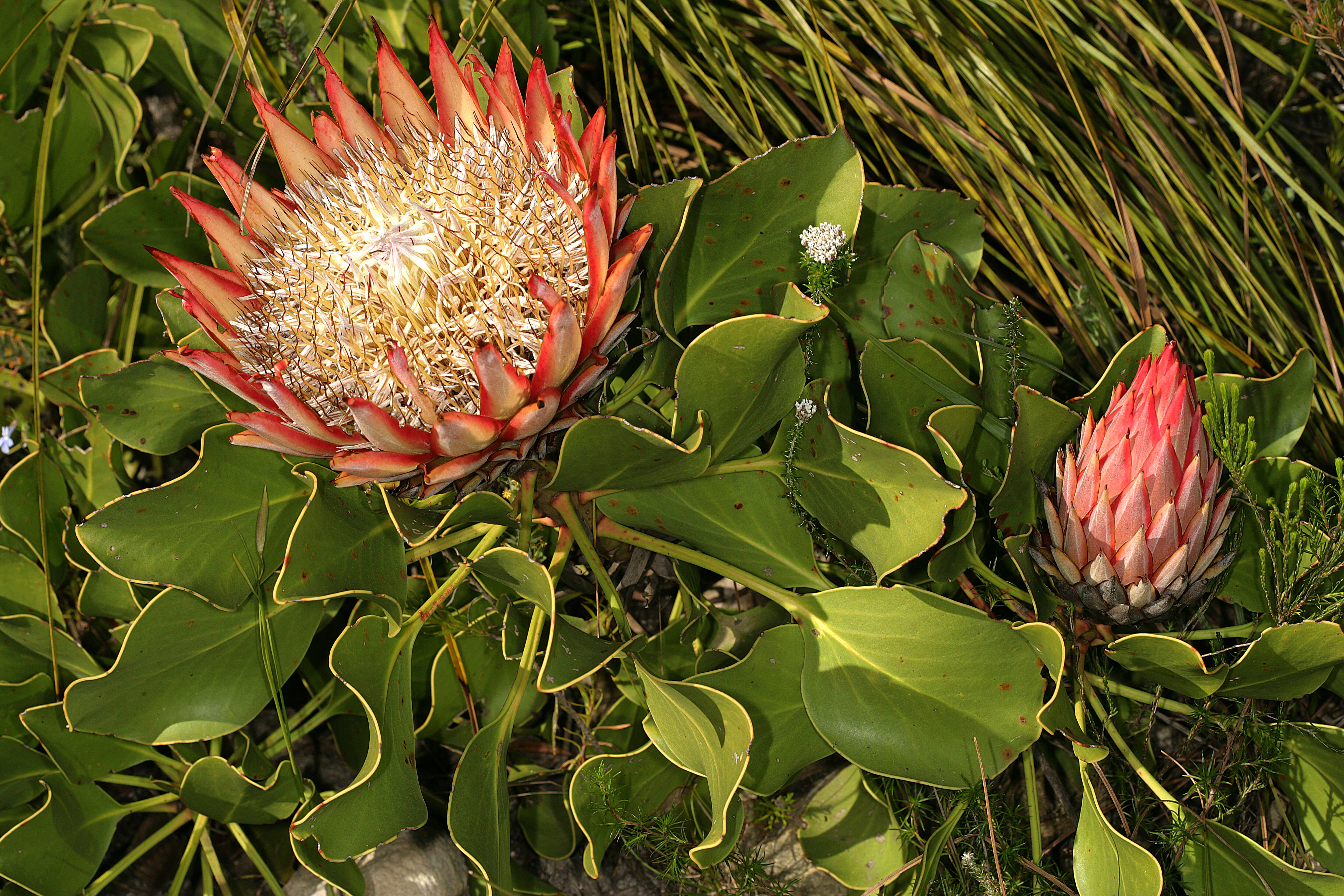 Imagem de Protea cynaroides (L.) L.