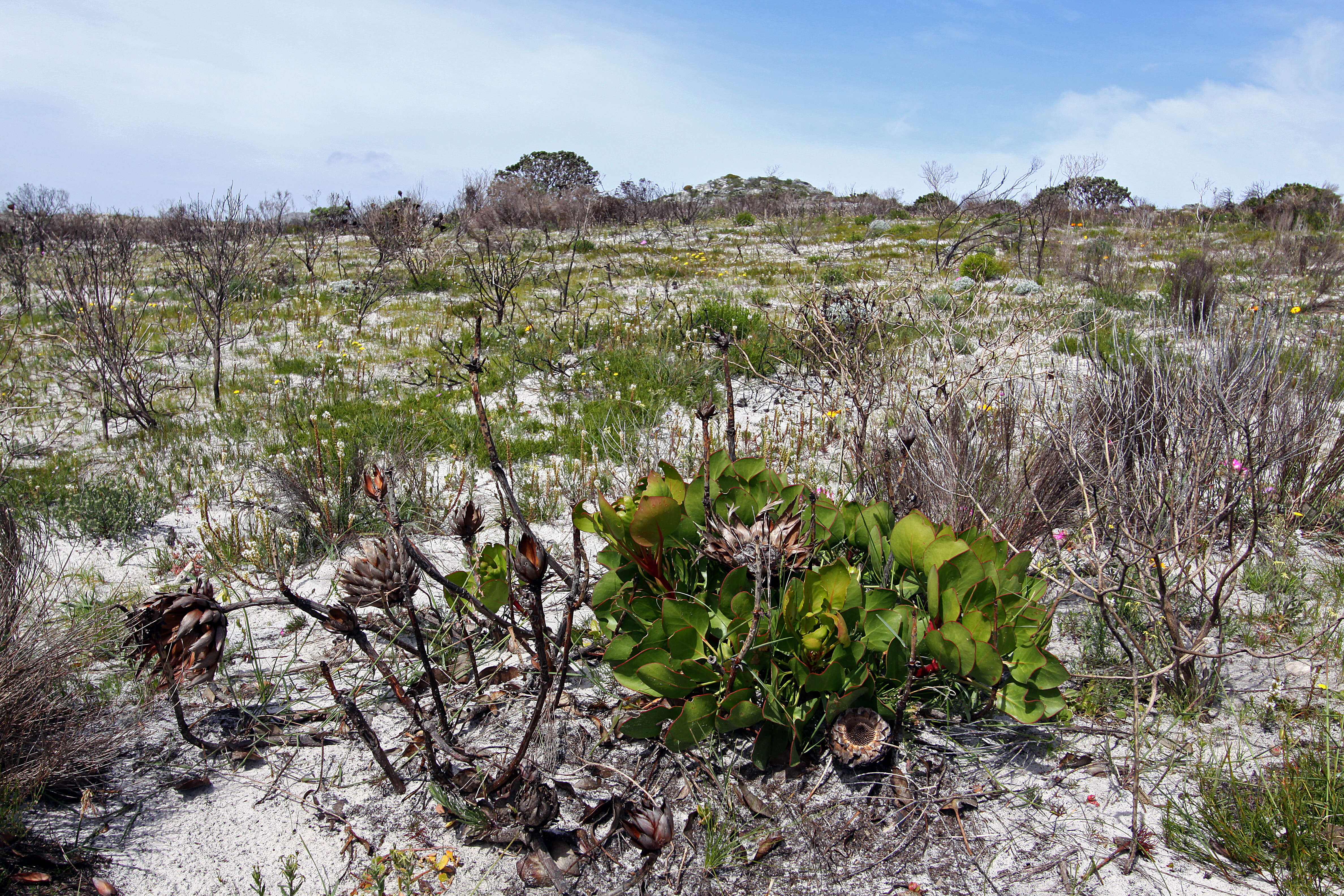 Imagem de Protea cynaroides (L.) L.