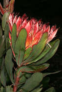 Image of Broad-leaved protea