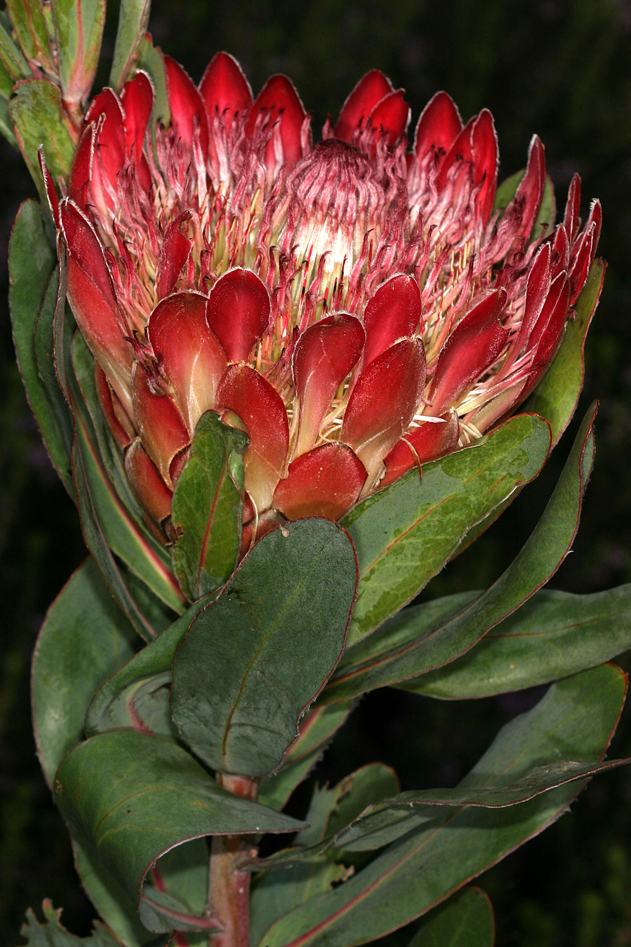 Image of Broad-leaved protea