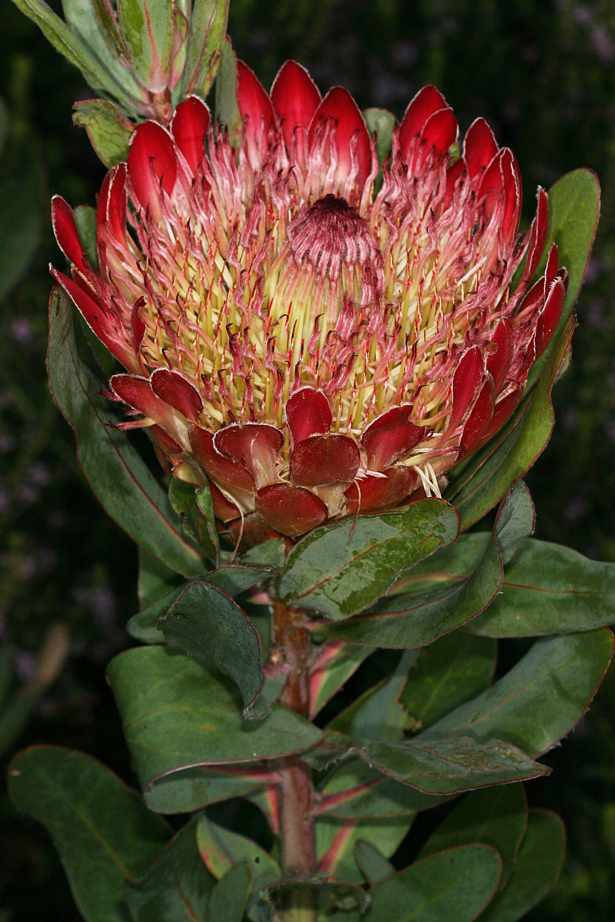 Image of Broad-leaved protea