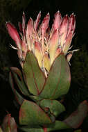 Image of Broad-leaved protea