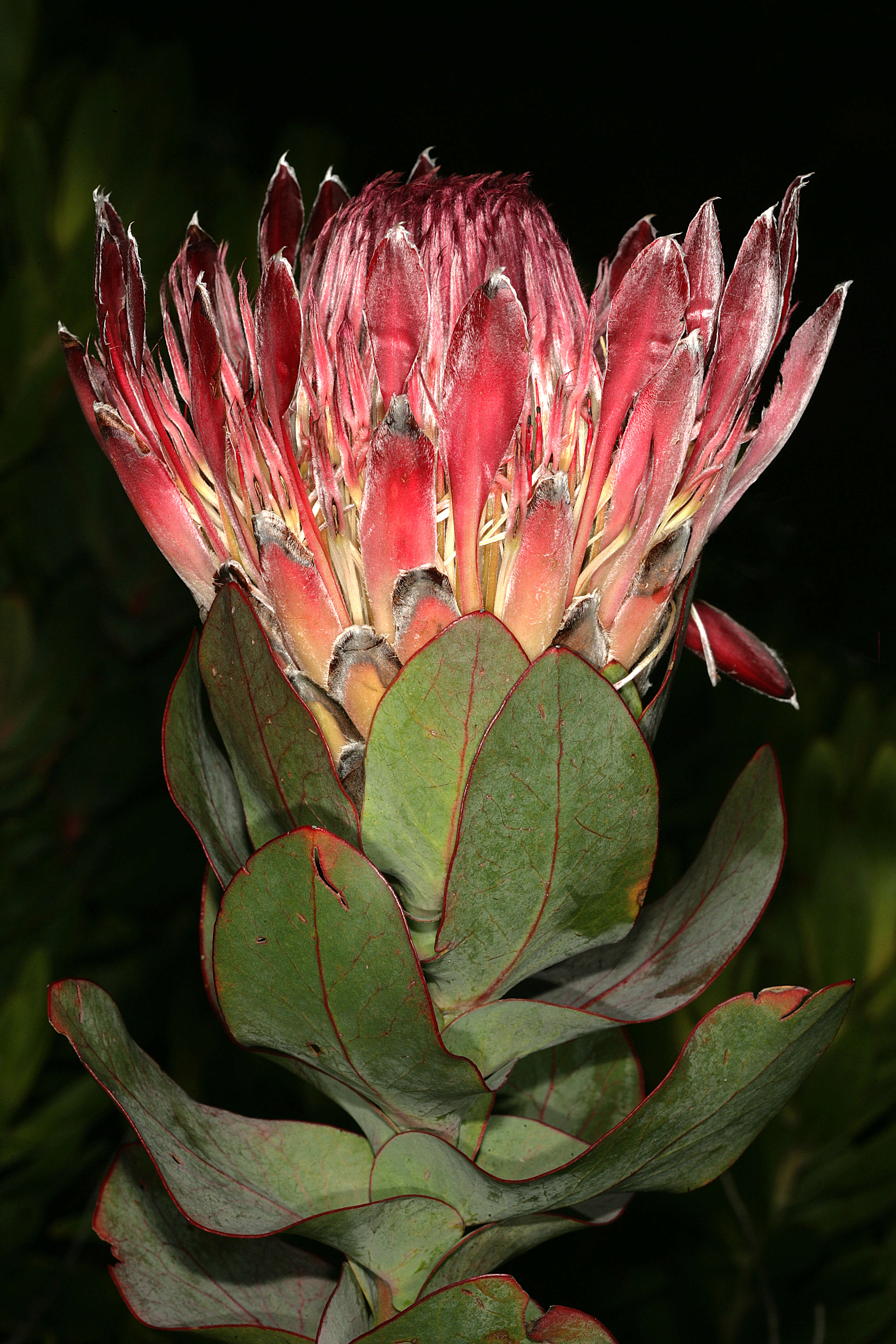 Image of Broad-leaved protea