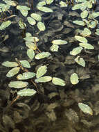 Image of largeleaf pondweed