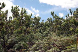 Image of Broad-leaved protea