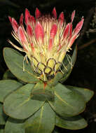 Image of Broad-leaved protea