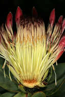 Image of Broad-leaved protea