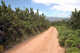 Image of Broad-leaved protea