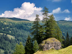 Image of European Larch