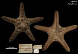 Image of chocolate chip sea star