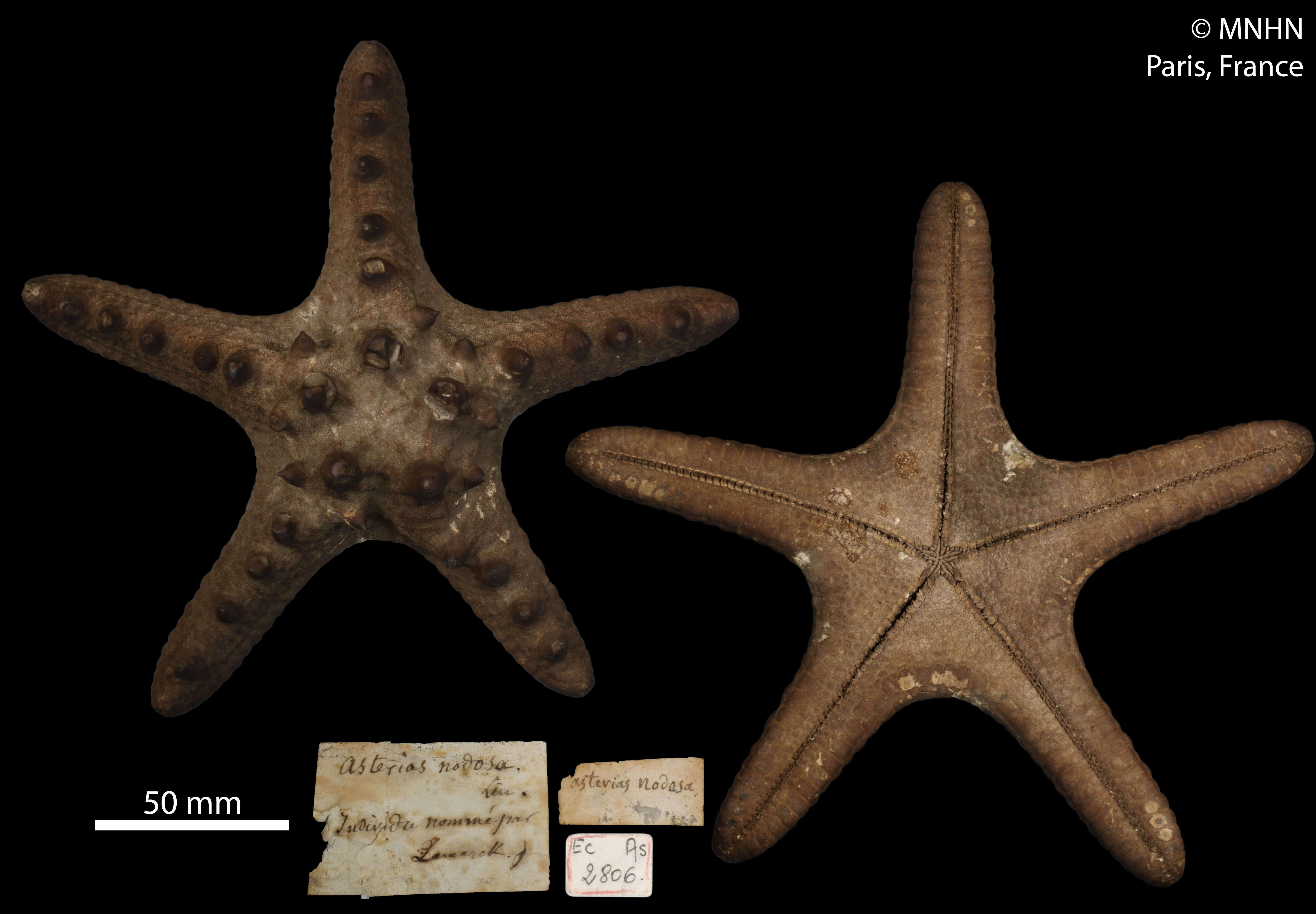 Image of chocolate chip sea star