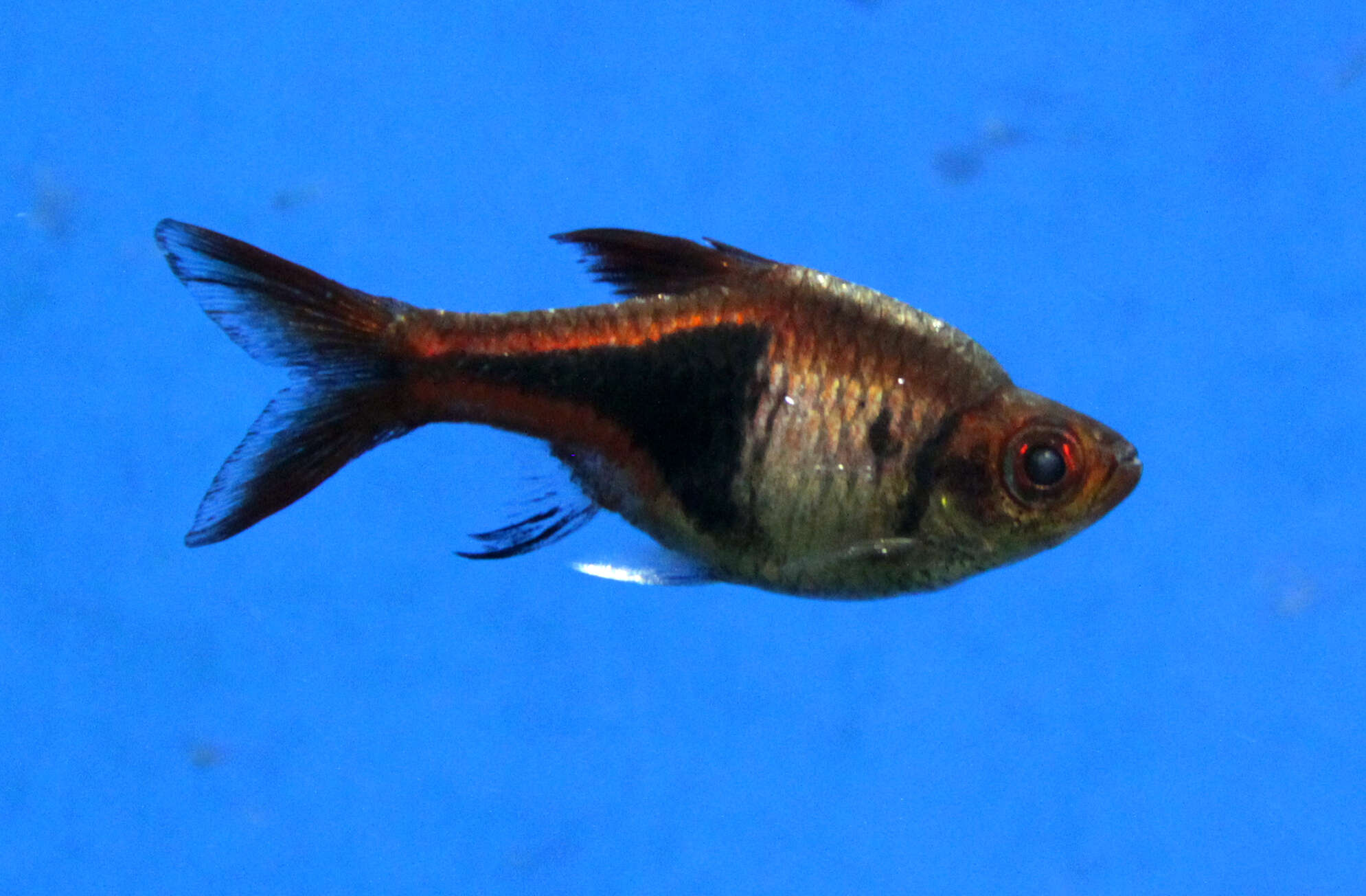 Image of Harlequin rasbora