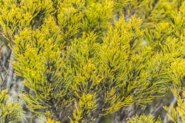 Image of Bog Pine