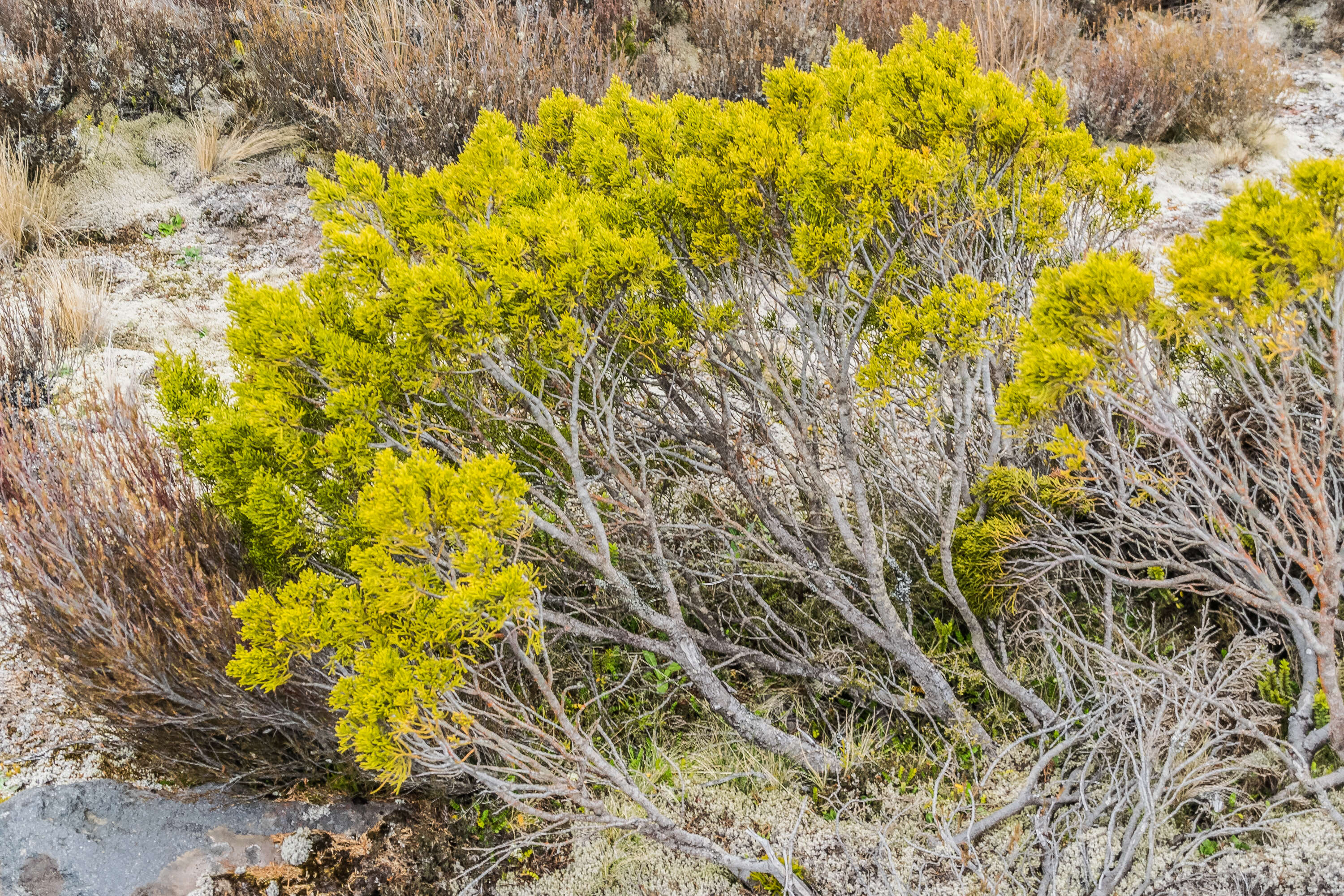 Image of Bog Pine