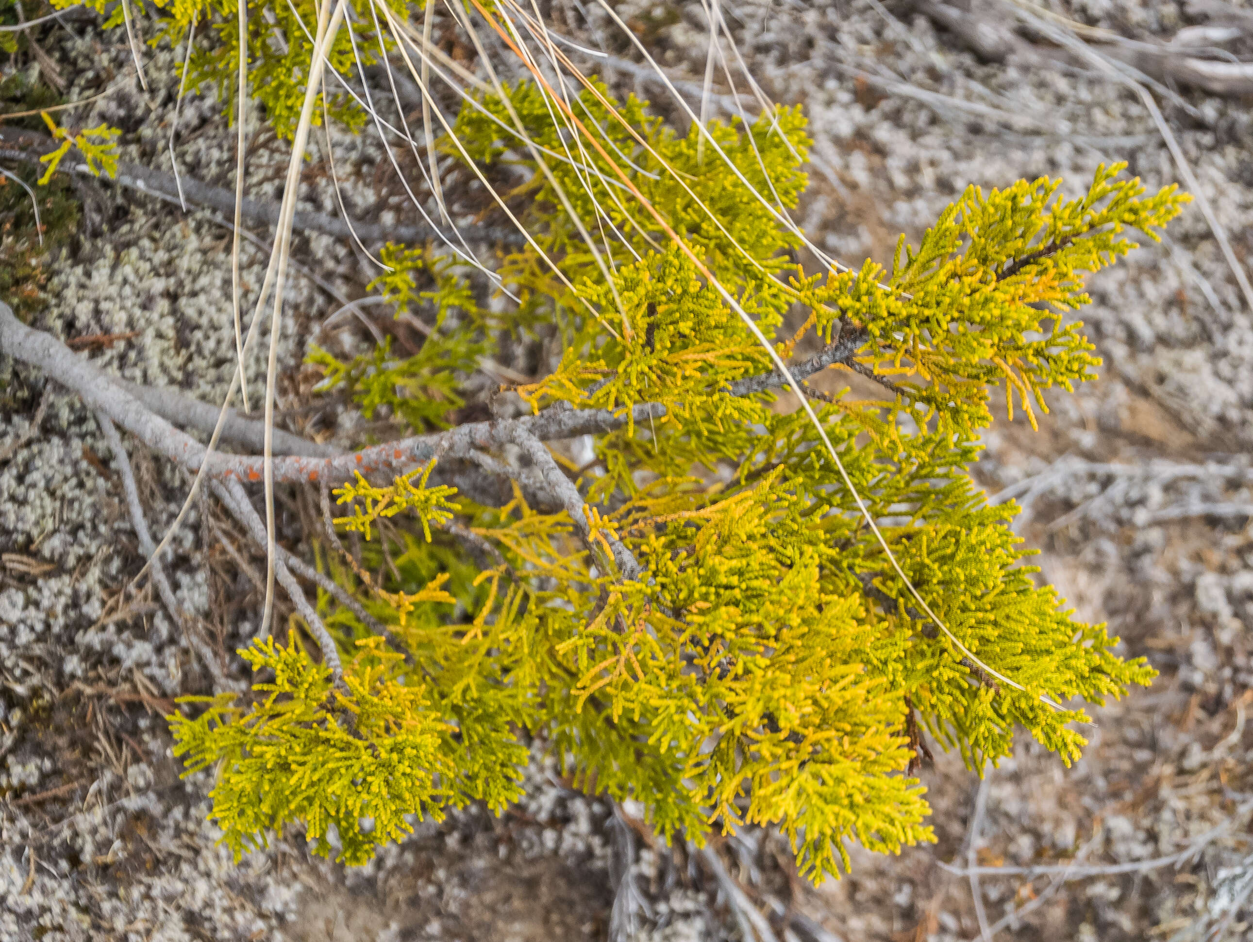 Image of Bog Pine