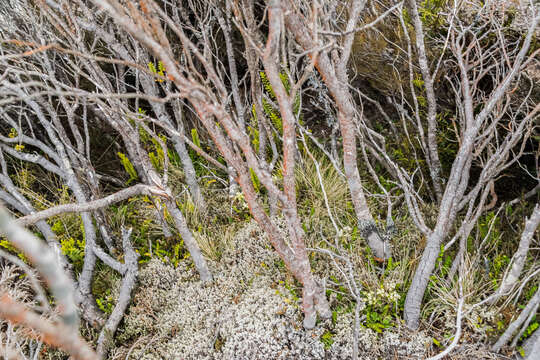 Image of Bog Pine