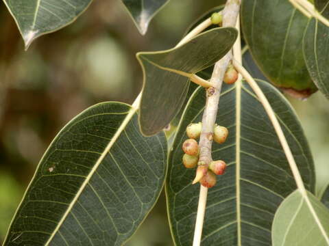 Image of Caroline banyan