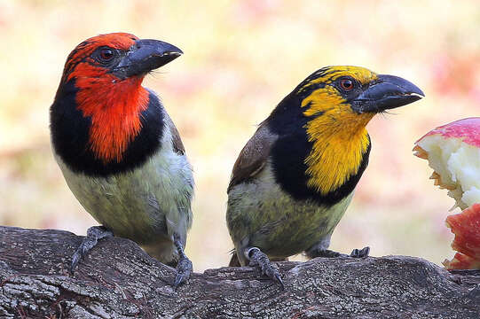 Image of Black-collared Barbet