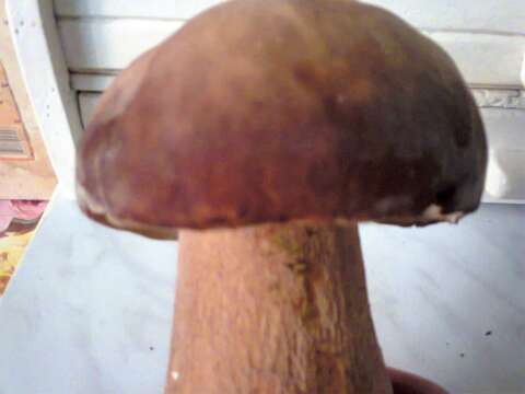 Image of Cep