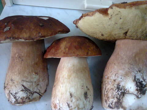 Image of Cep