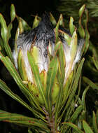 Imagem de Protea longifolia Andr.