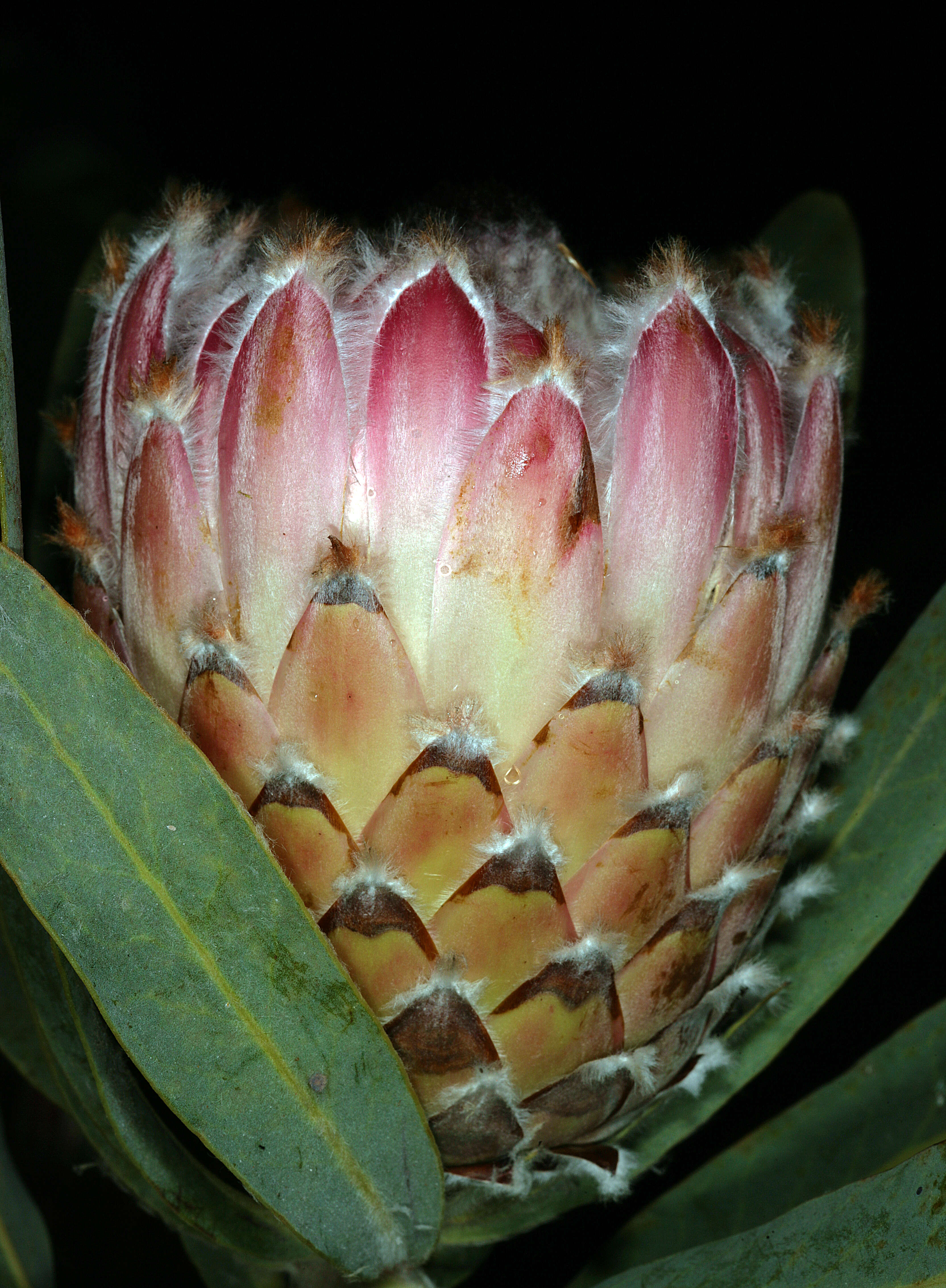 Слика од Protea magnifica Andr.