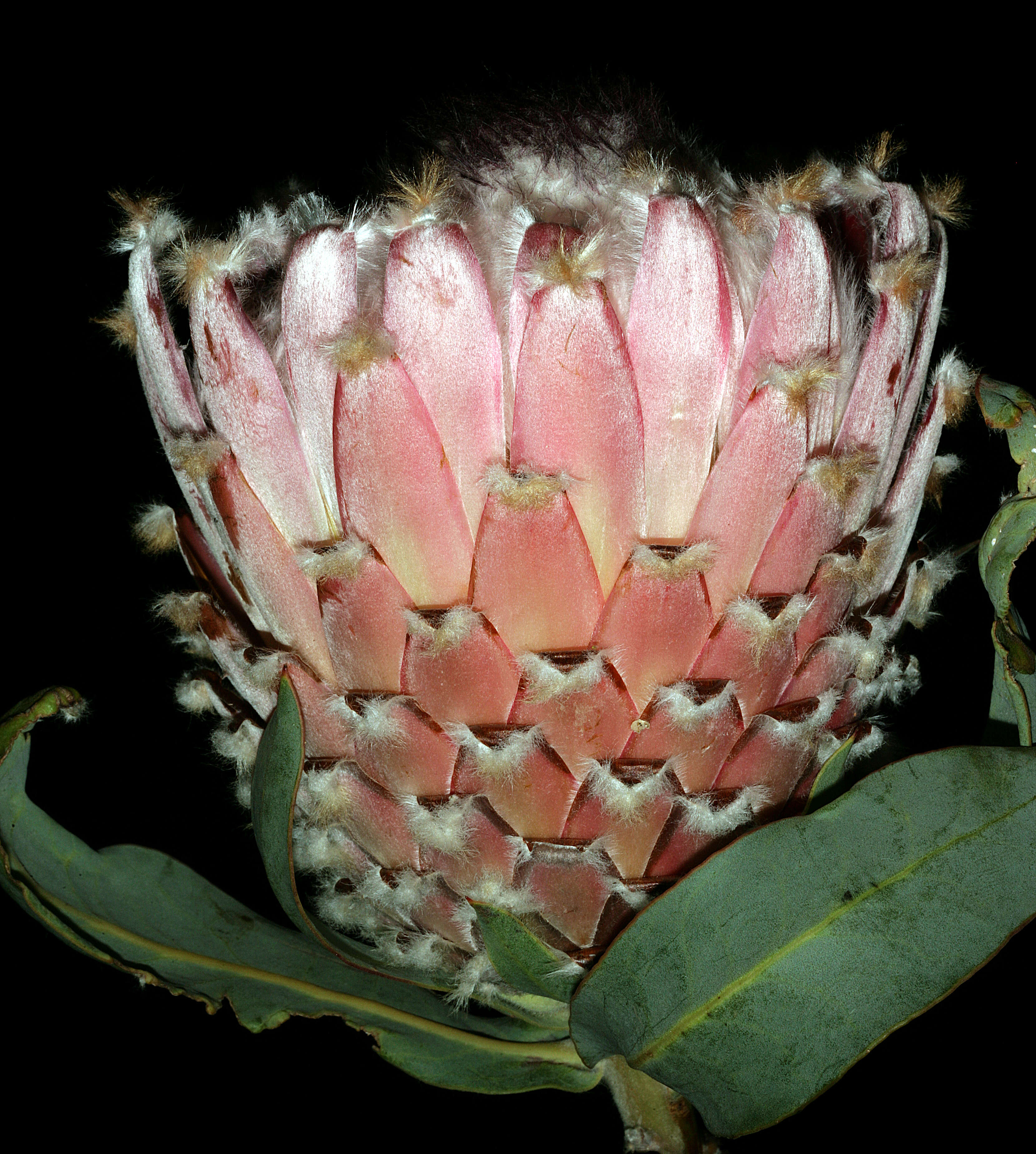 Слика од Protea magnifica Andr.