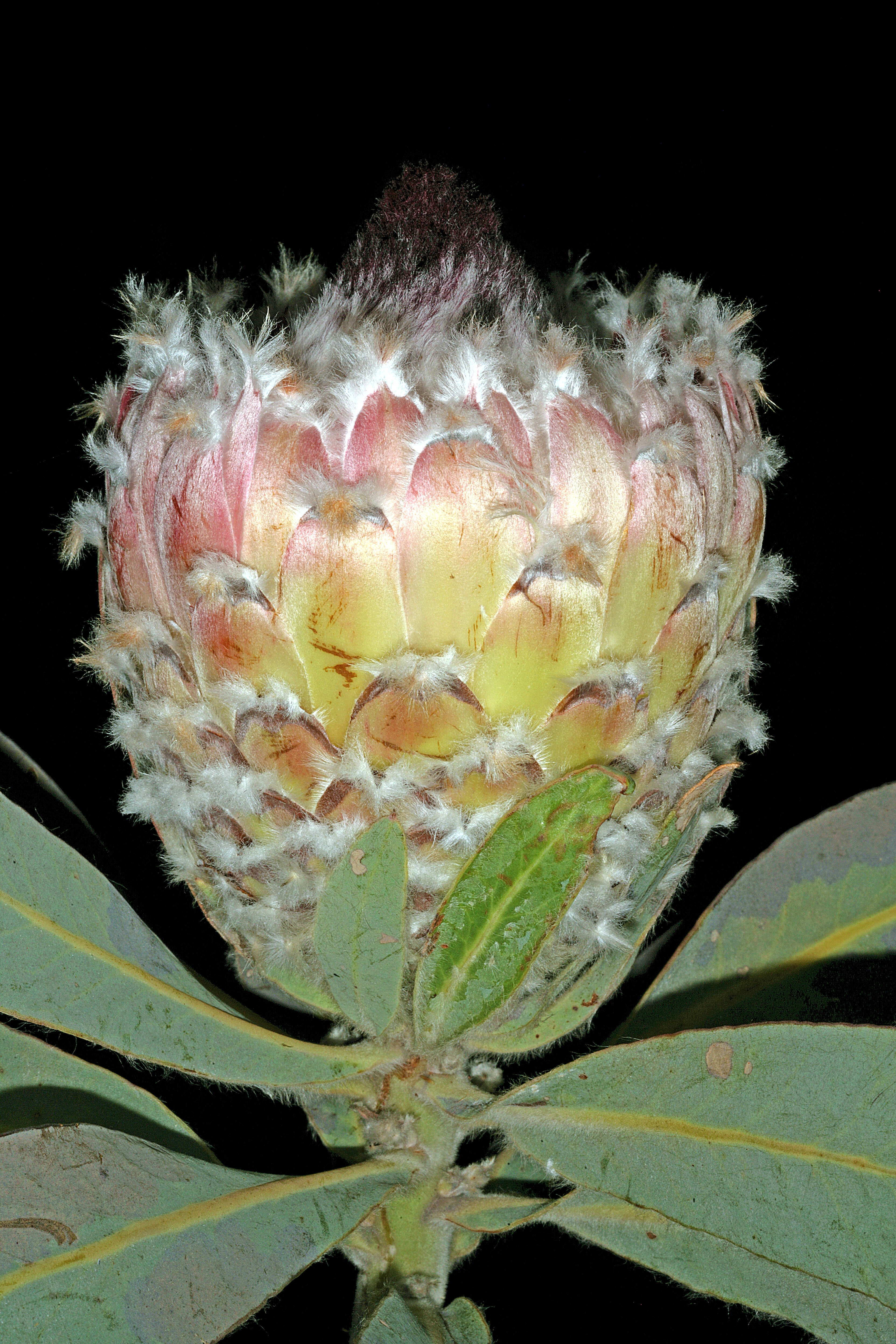 Слика од Protea magnifica Andr.