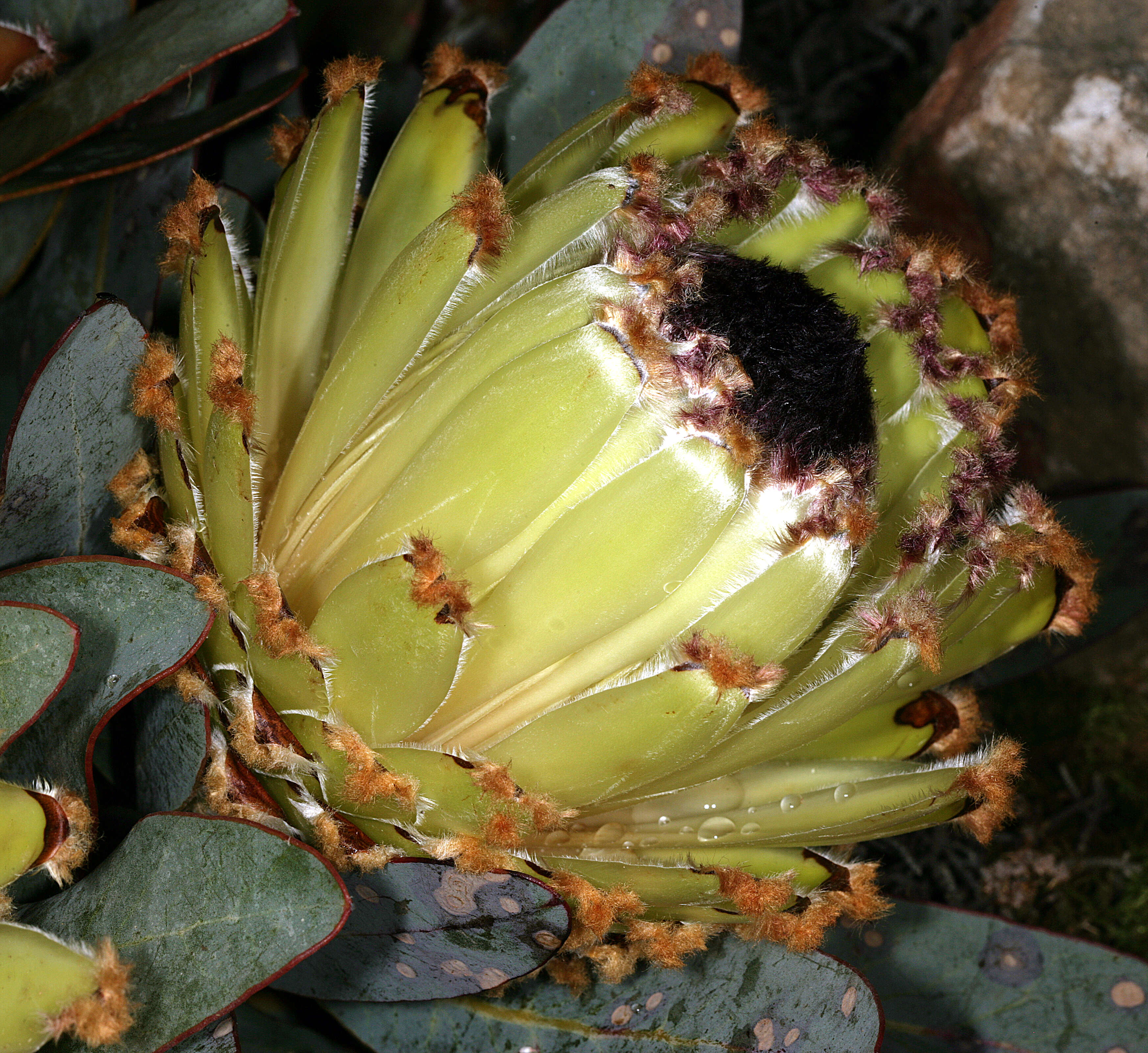 Слика од Protea magnifica Andr.