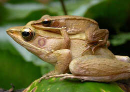 Image of Trivandrum frog