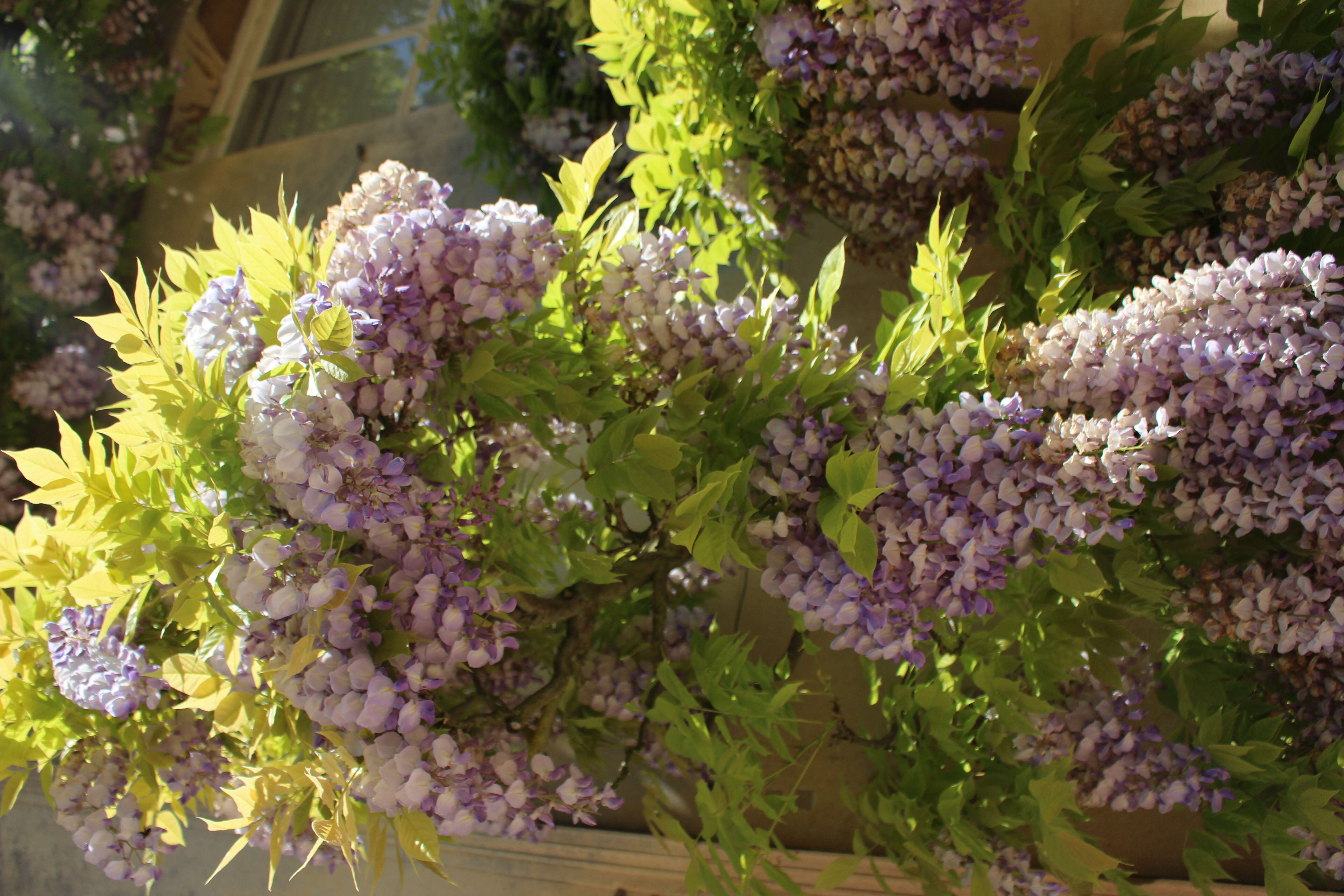 Image of Chinese wisteria