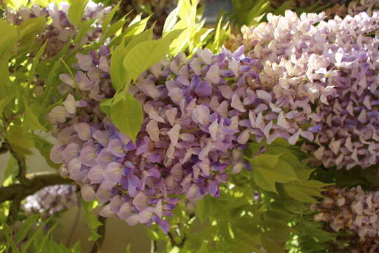 Image of Chinese wisteria