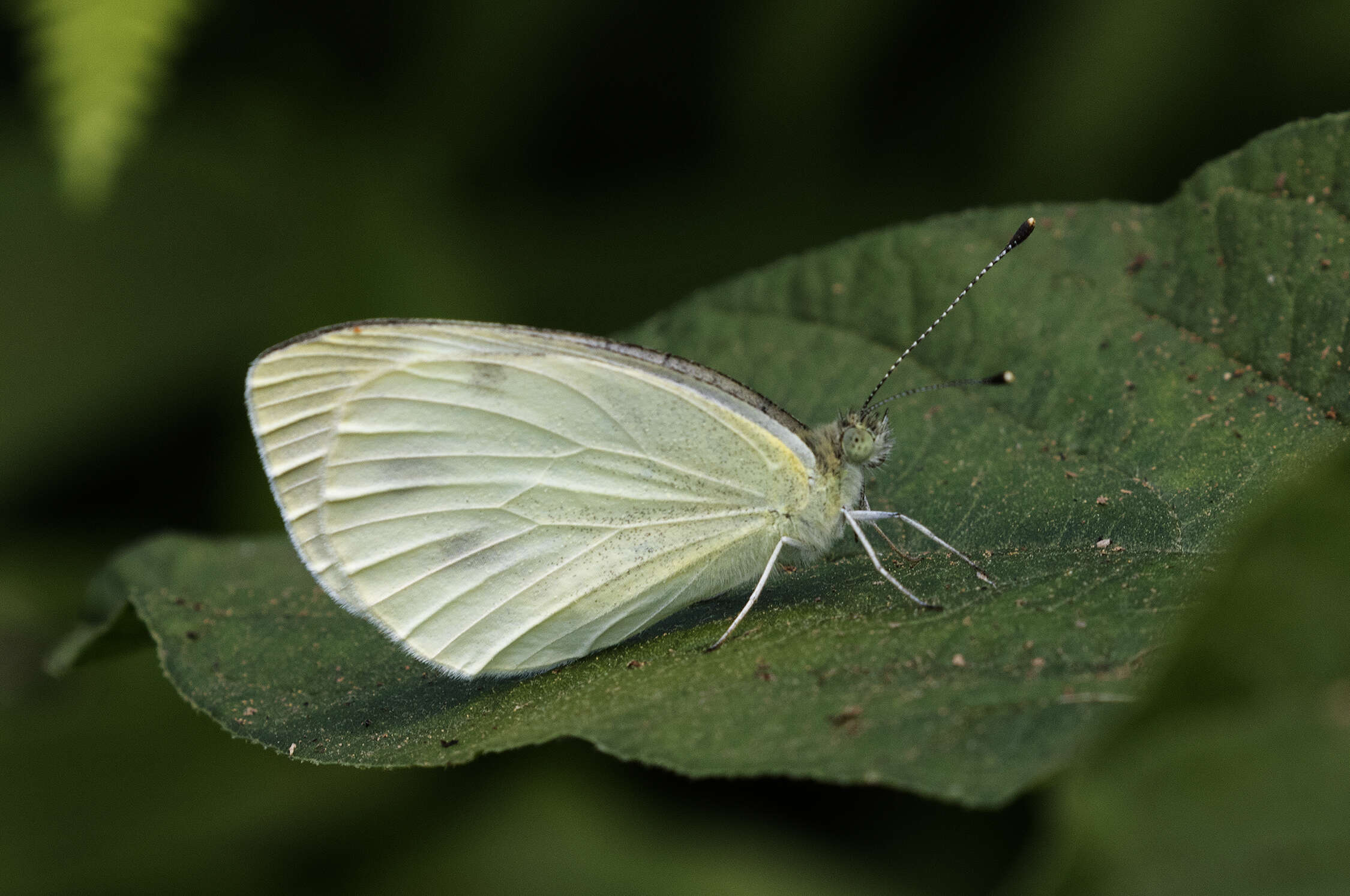 Image of Southern Small White