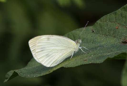 Image of Southern Small White