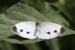 Image of Southern Small White