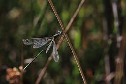 Image of Small Emerald Spreadwing