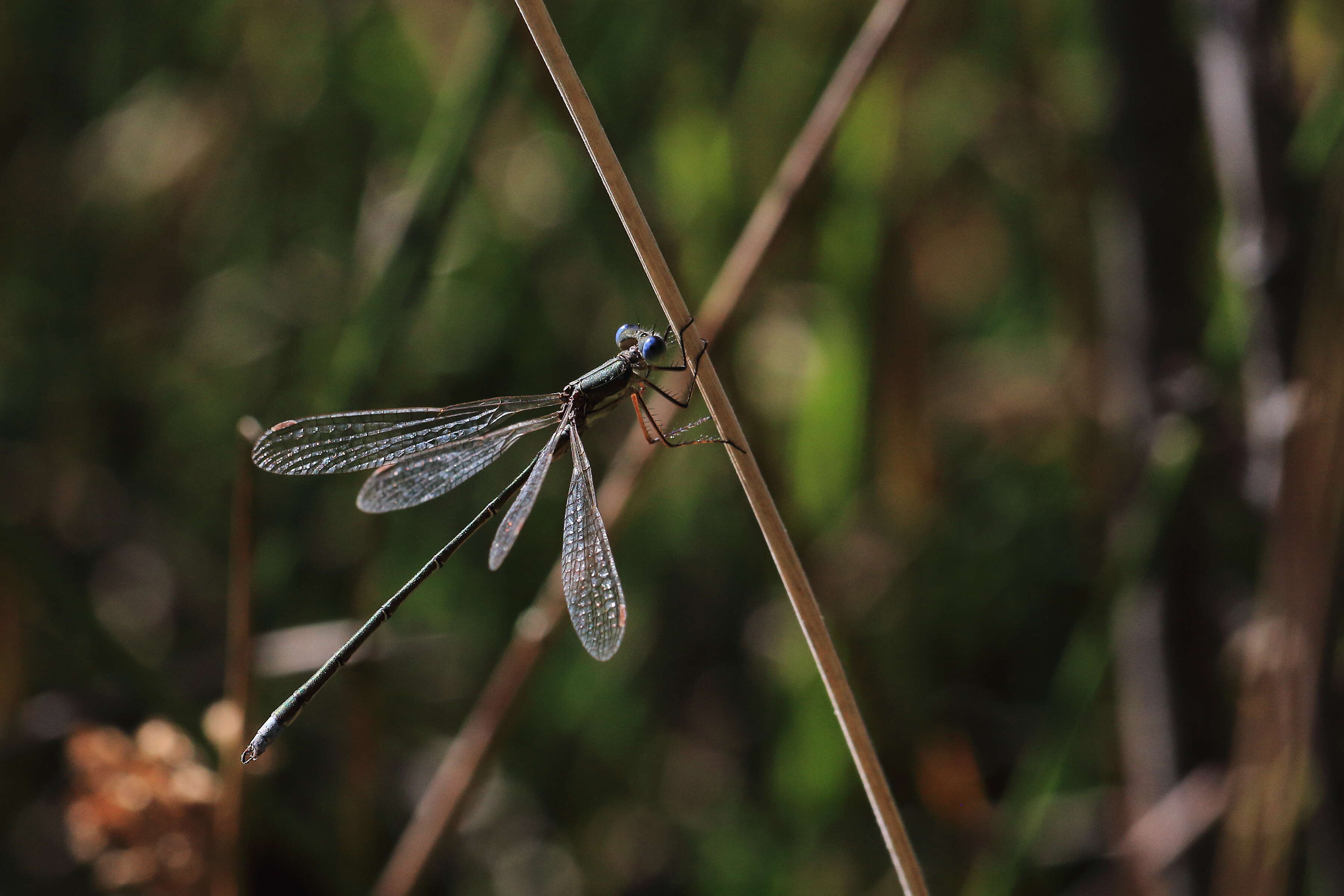 Image of Small Emerald Spreadwing