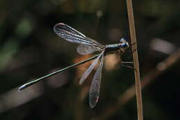 Image of Small Emerald Spreadwing