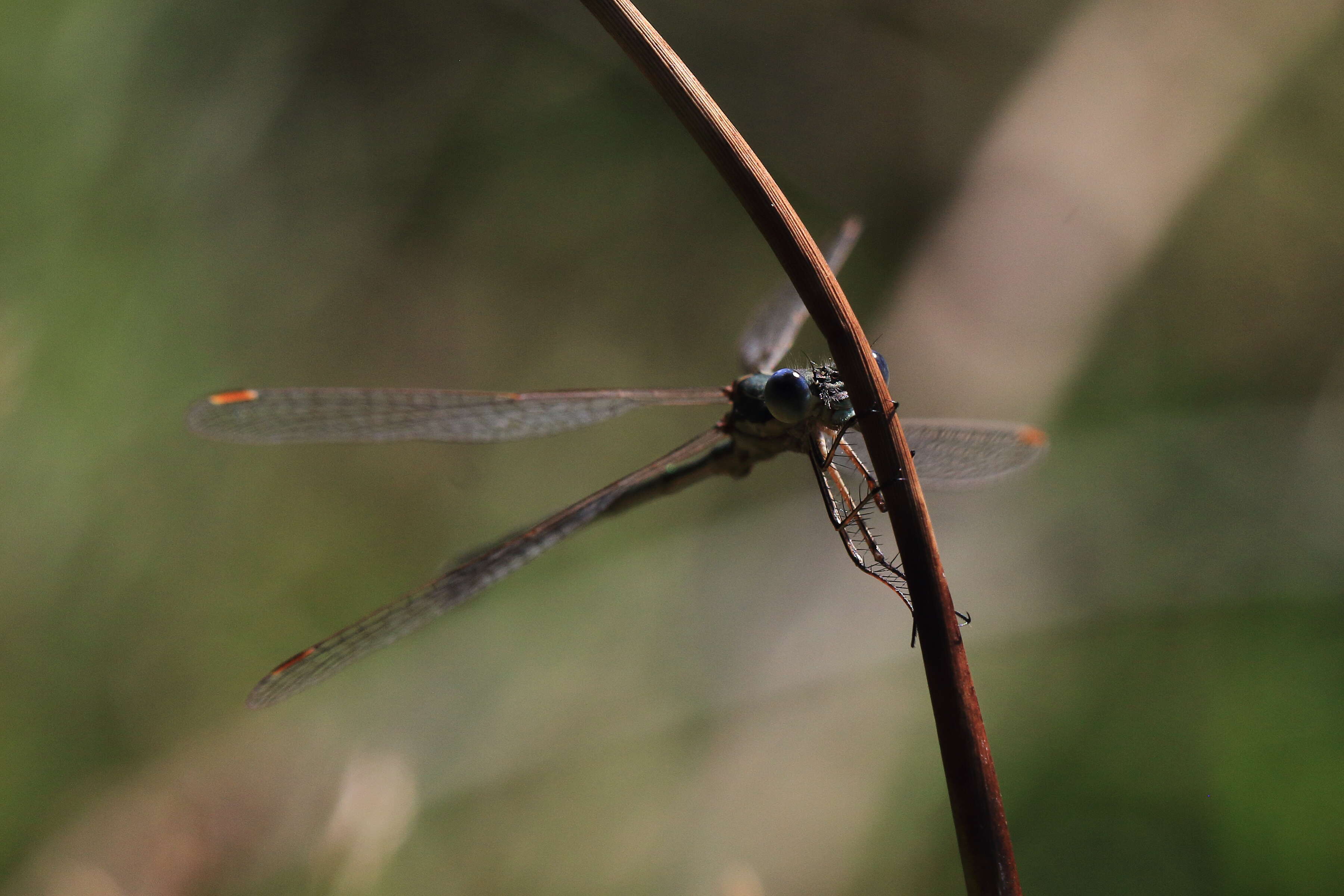 Image of Small Emerald Spreadwing