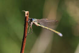 Image of Small Emerald Spreadwing