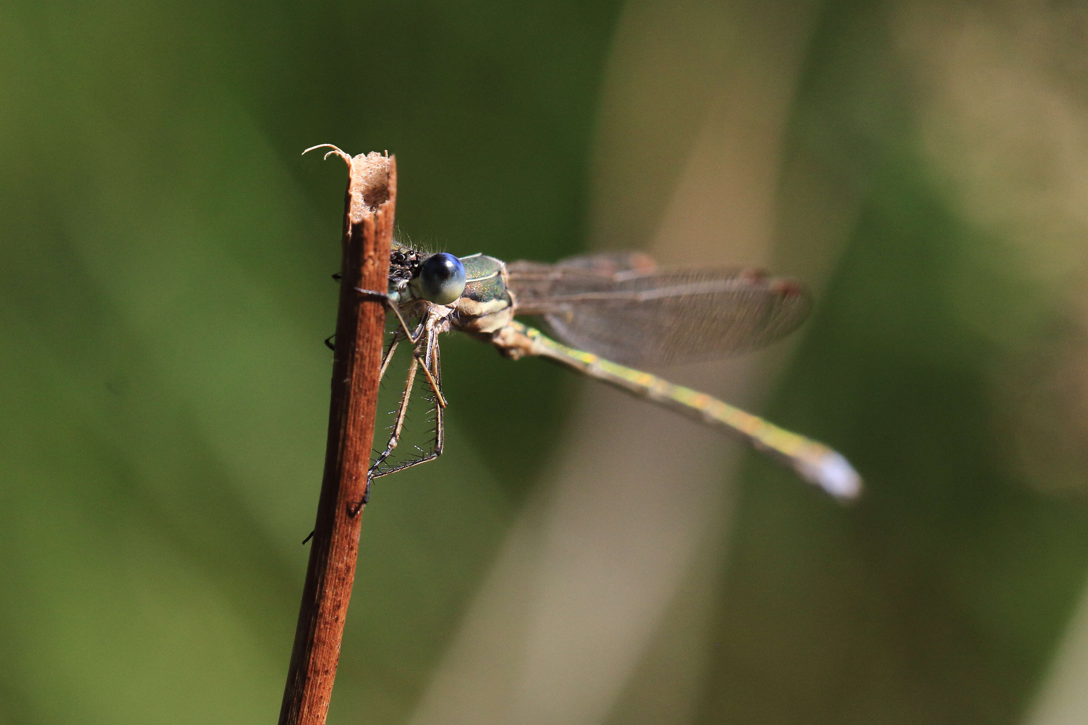 Image of Small Emerald Spreadwing