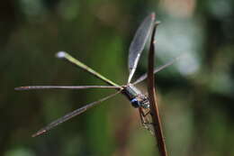 Image of Small Emerald Spreadwing