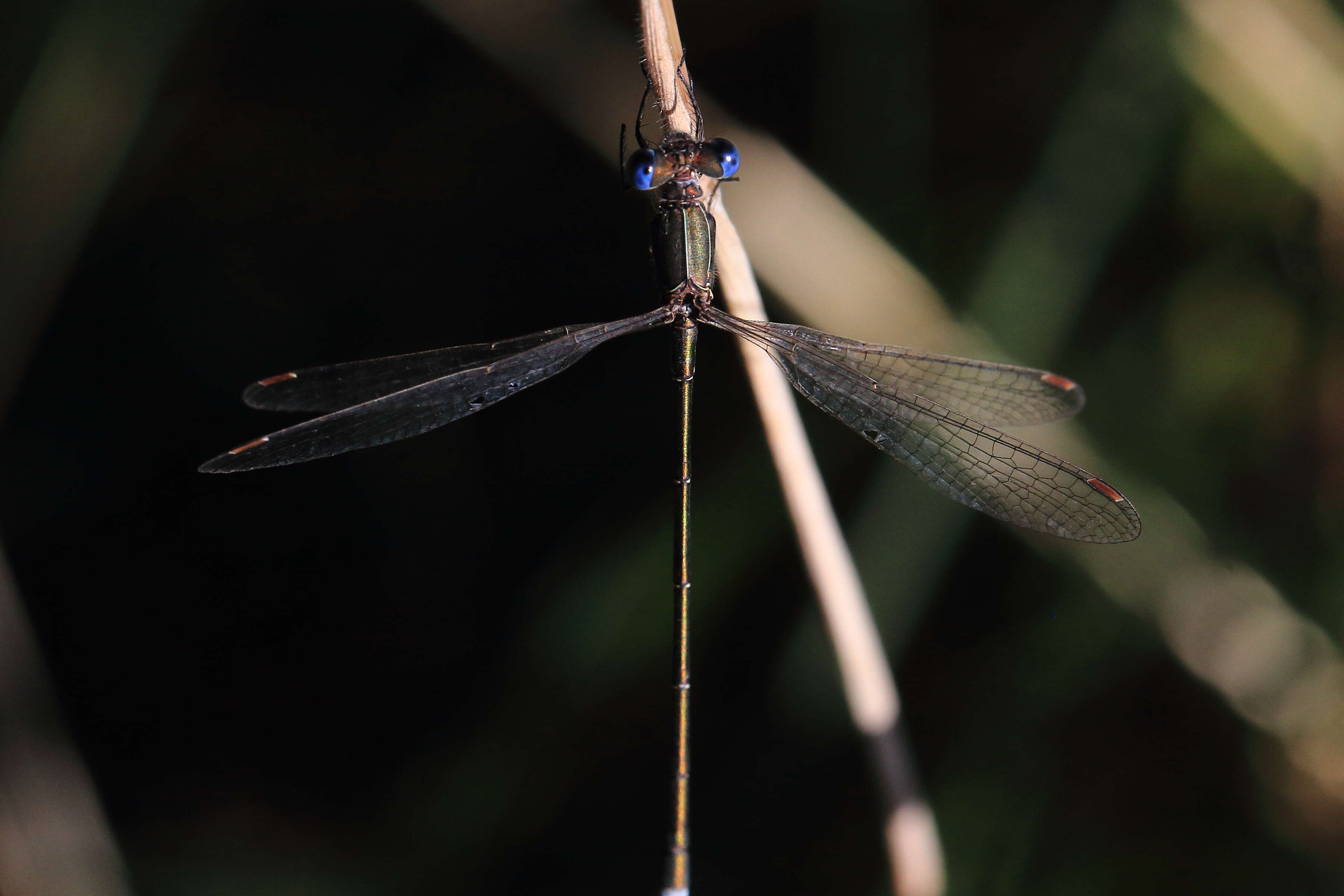 Image of Small Emerald Spreadwing