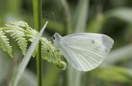 Image of Southern Small White