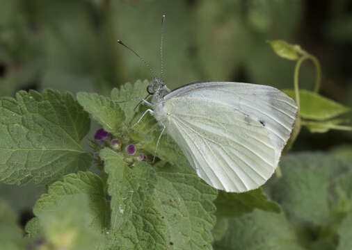 Image of Southern Small White